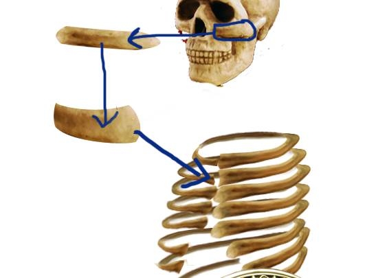 Creation of The Skeleton : Step 4